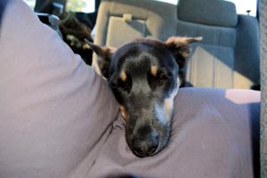 our-kelpie-viking-recovering-from-a-long-walk-and-an-ever-longer-drive