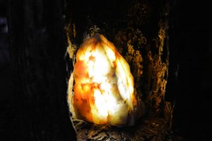 p22b6-natural-hollewd-old-growth-log-with-two-l-e-d-quartz-crystal-lights-inside-the-cave