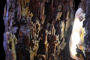 p22b6-natural-hollewd-old-growth-log-with-two-l-e-d-quartz-crystal-lights-light-and-grain