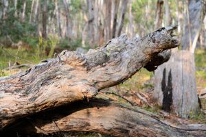 preserving-old-growth-rotting-timber-for-our-ausorigin-artworks