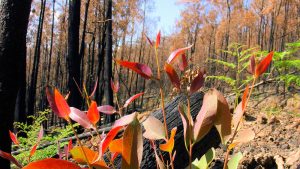 the-start-of-the-ausorigins-collecting-story-walking-through-the-bush-after-a-bush-fire